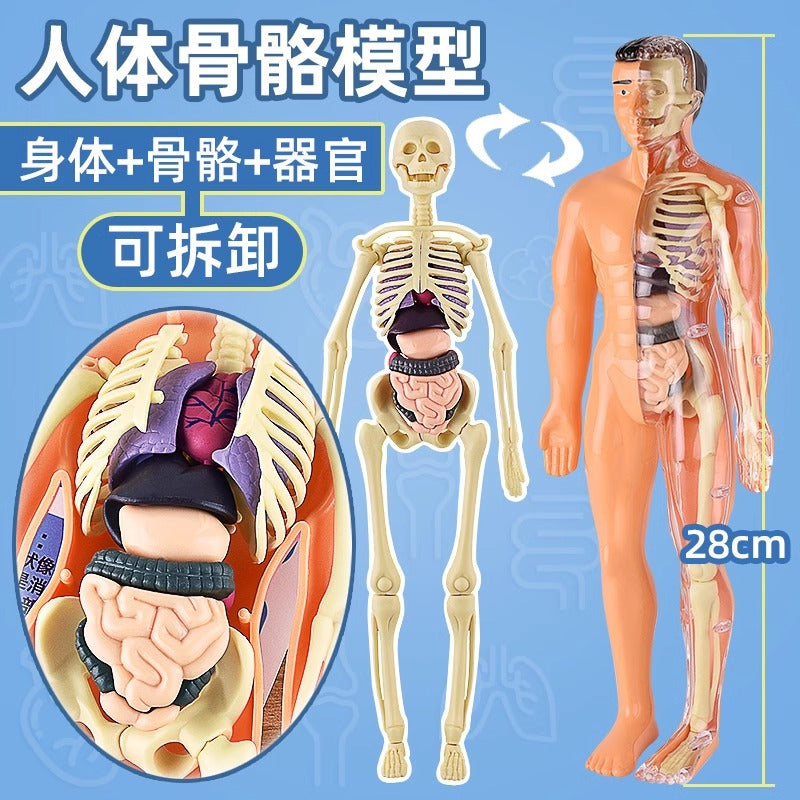 HUMAN BODY STRUCTURE MODEL ORGAN SKELETON