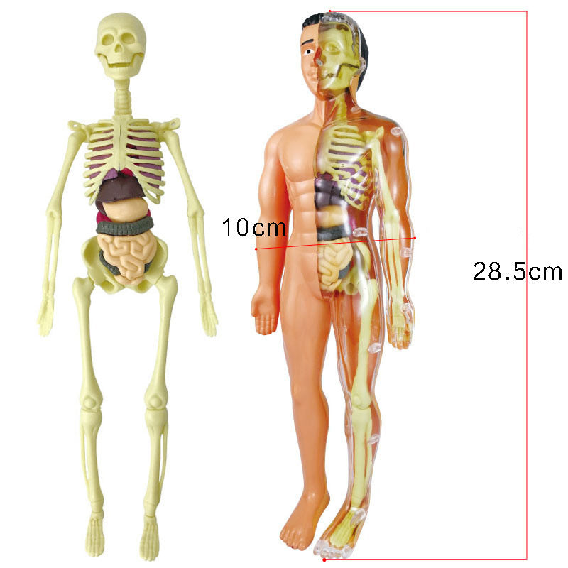 HUMAN BODY STRUCTURE MODEL ORGAN SKELETON