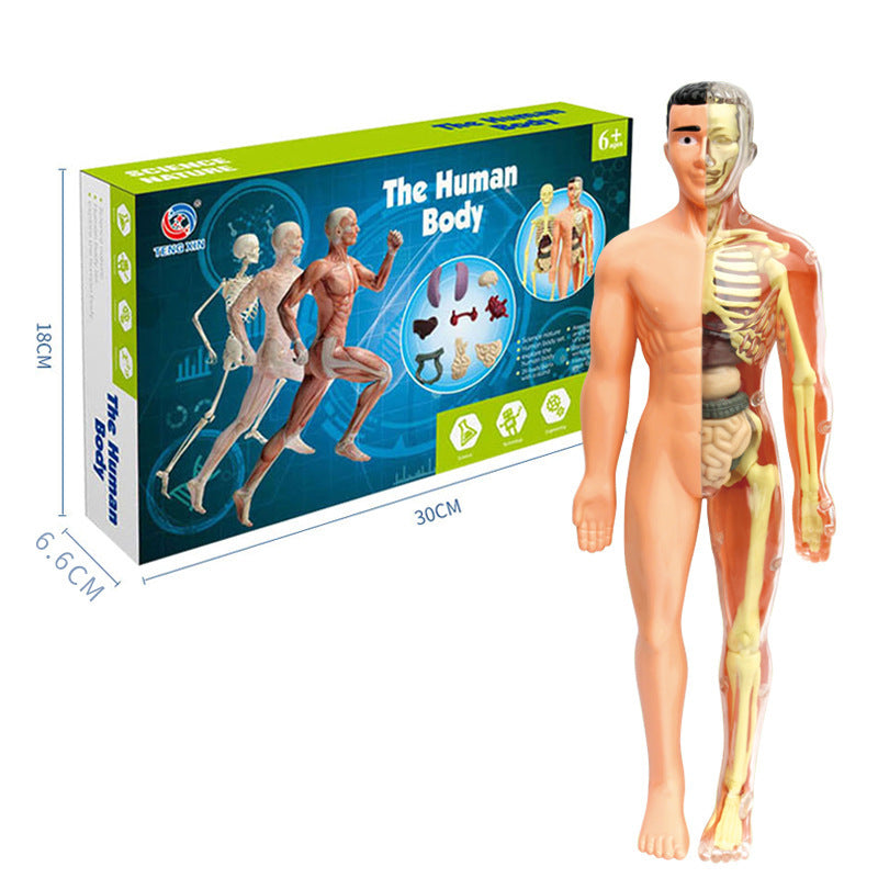 HUMAN BODY STRUCTURE MODEL ORGAN SKELETON