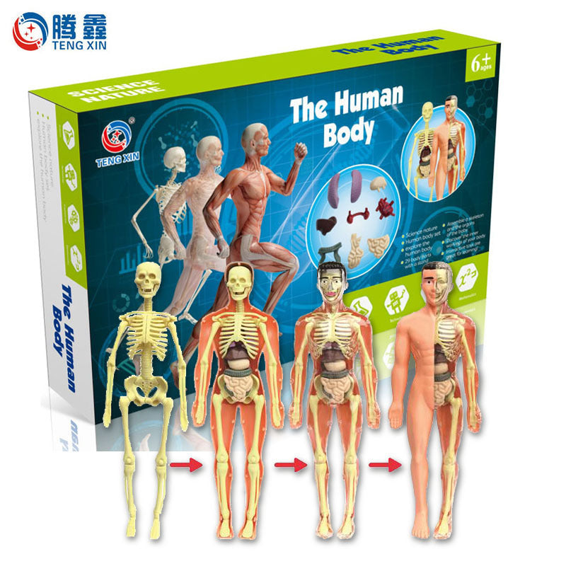 HUMAN BODY STRUCTURE MODEL ORGAN SKELETON