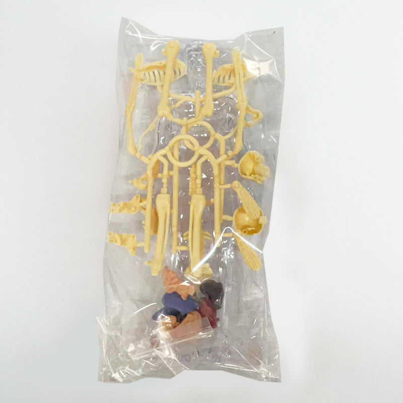 HUMAN BODY STRUCTURE MODEL ORGAN SKELETON