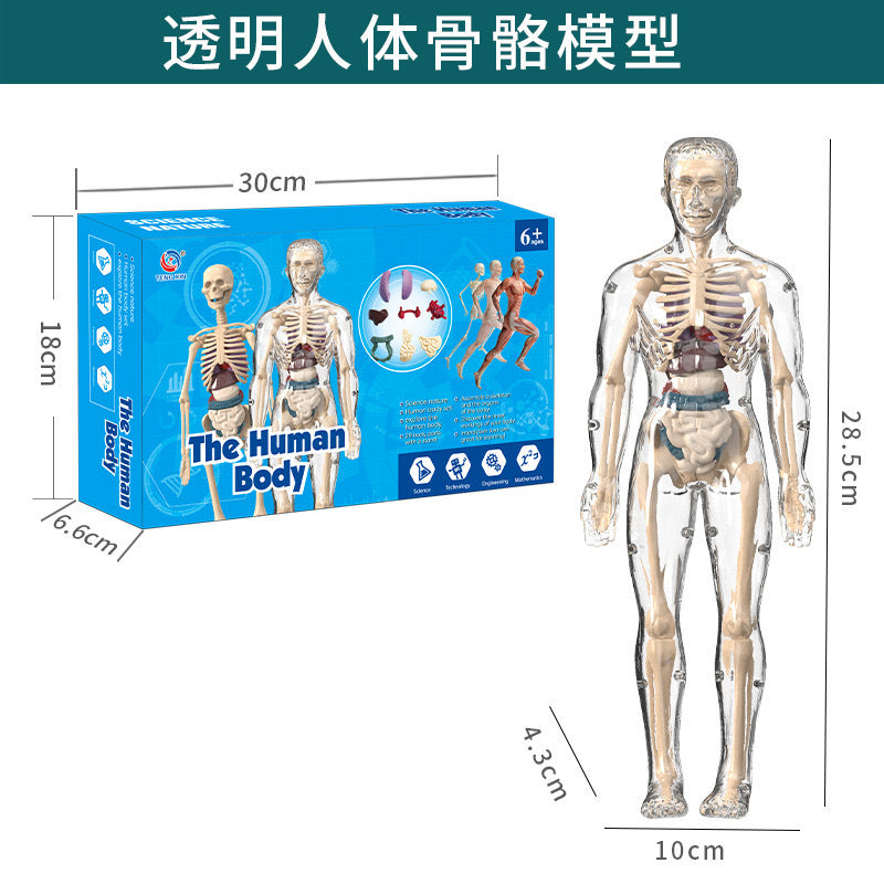 HUMAN BODY STRUCTURE MODEL ORGAN SKELETON