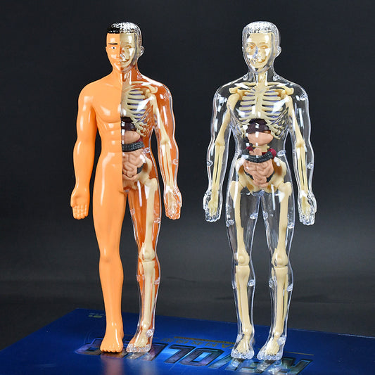 HUMAN BODY STRUCTURE MODEL ORGAN SKELETON